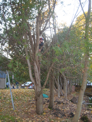 Tim in a tree (10-29-2009 16:08)