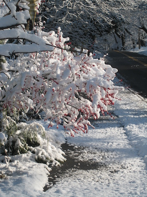 Snow on Sweetwater (12-06-2009 09:58)