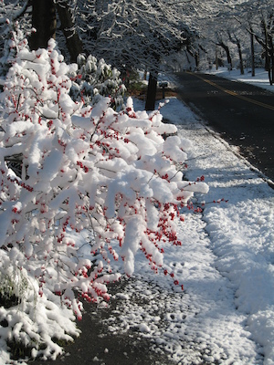 Snow on Sweetwater (12-06-2009 09:59)