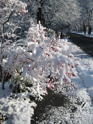 Snow on Sweetwater (12-06-2009 09:59)
