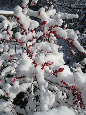 Berries in the snow (12-06-2009 10:00)