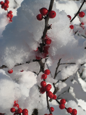 Berries in the snow (12-06-2009 10:00)