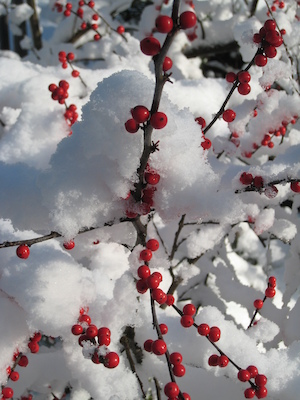 Berries in the snow (12-06-2009 10:00)