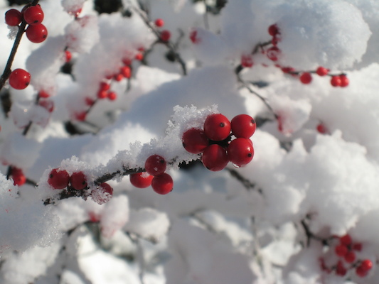Berries in the snow (12-06-2009 10:01)