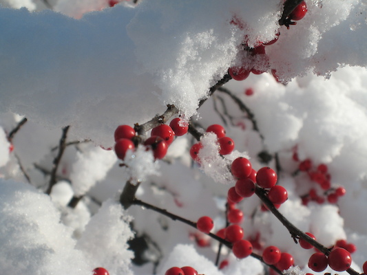 Berries in the snow (12-06-2009 10:01)