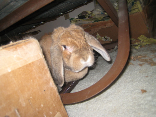 Kiki by Tim (12-12-2009 17:44)