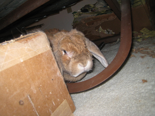 Kiki by Tim (12-12-2009 17:44)