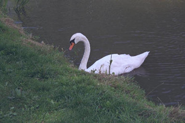 Swan