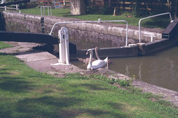 Swan at lock gate