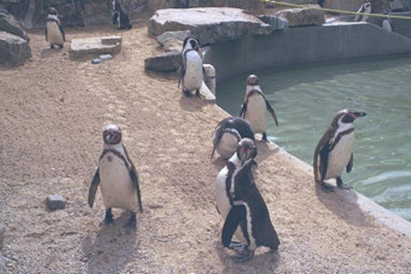 Penguins