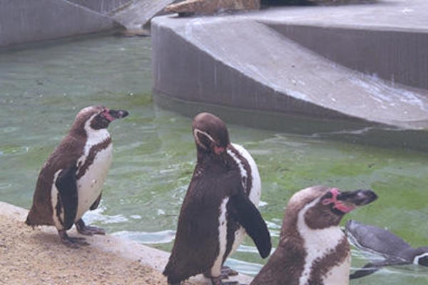 Penguins
