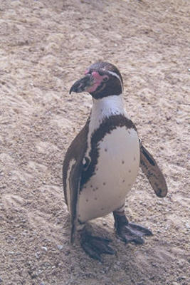 Penguin
