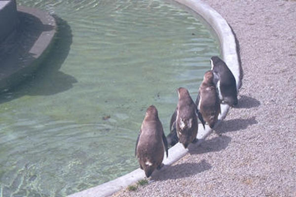 Penguins