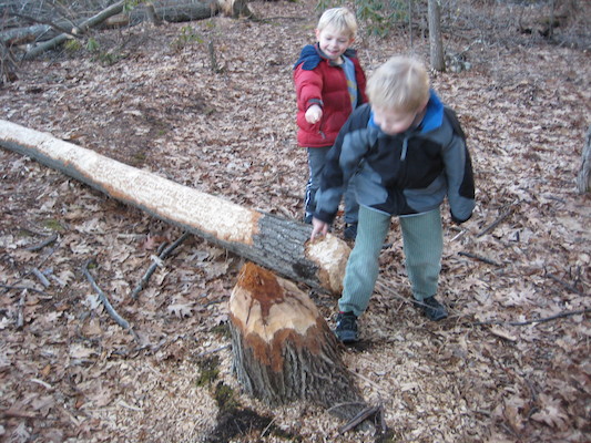 Cole and Tim examining a beaver's work at Fawn lake (03-05-2010 20:55)