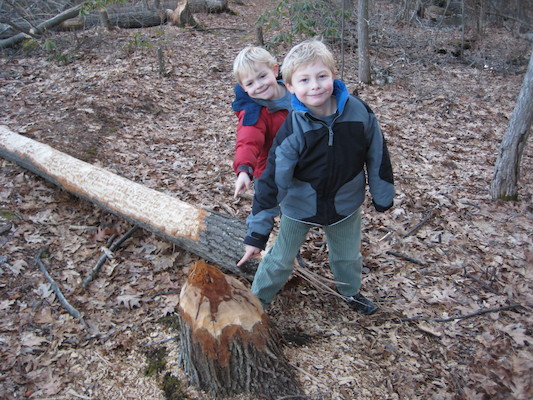 Cole and Tim examining a beaver's work at Fawn lake (03-05-2010 20:55)