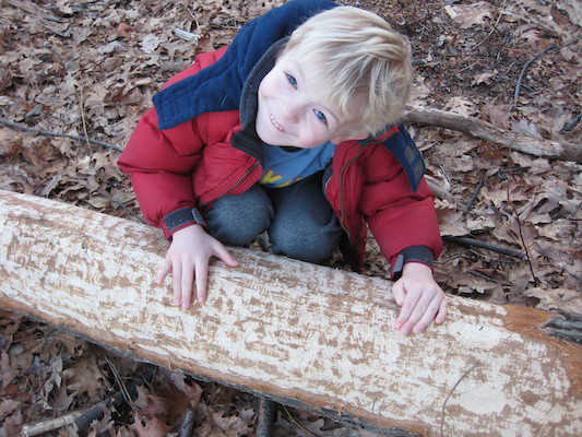 Cole examining a beaver's work at Fawn lake (03-05-2010 20:58)