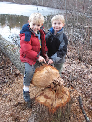 Cole and Tim examining a beaver's work at Fawn lake (03-05-2010 21:00)