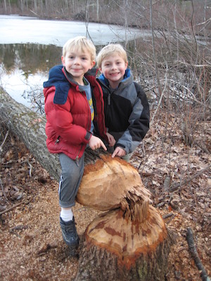 Cole and Tim examining a beaver's work at Fawn lake (03-05-2010 21:00)