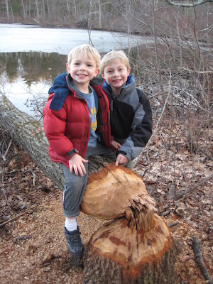 Cole and Tim examining a beaver's work at Fawn lake (03-05-2010 21:00)