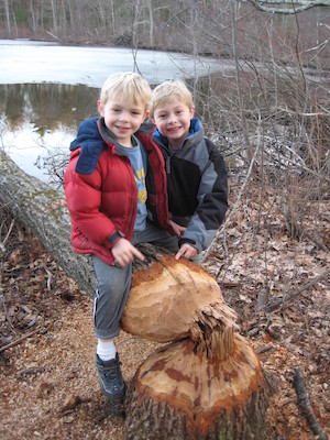 Cole and Tim examining a beaver's work at Fawn lake (03-05-2010 21:00)