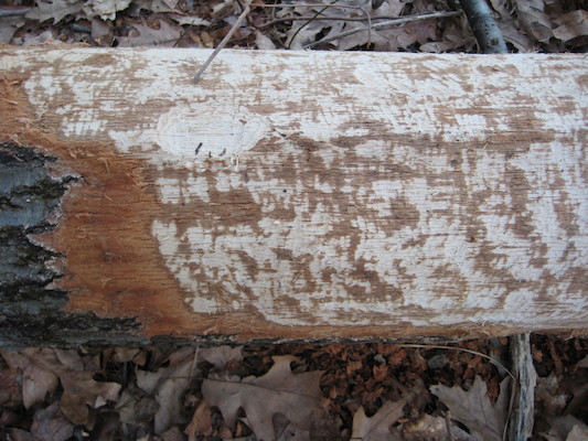 Cole and Tim examining a beaver's work at Fawn lake (03-05-2010 21:04)