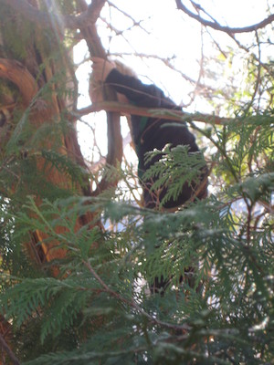 Cole up a tree (03-18-2010 20:39)