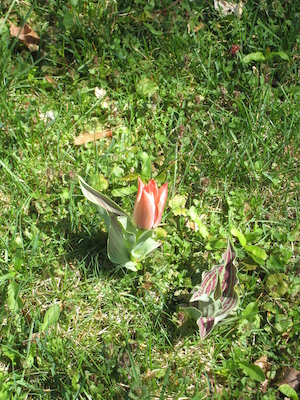 Elena's Tulips (04-10-2010 11:37)