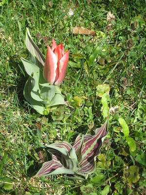 Elena's Tulips (04-10-2010 11:37)