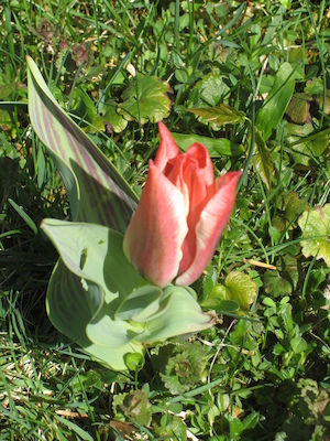 Elena's Tulips (04-10-2010 11:37)