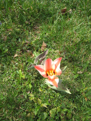 Elena's Tulips (04-11-2010 10:45)