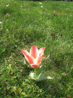 Elena's Tulips (04-11-2010 10:45)