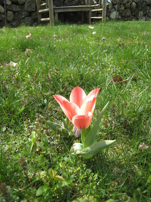 Elena's Tulips (04-11-2010 10:45)