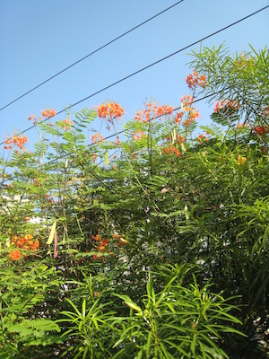 Walking near the Pune hotel (03-16-2010 22:22)