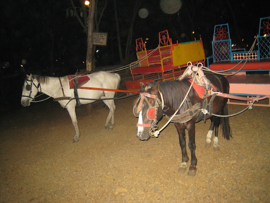 Horses at Chokhi Dhani (03-17-2010 09:17)
