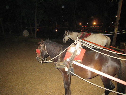 Horses at Chokhi Dhani (03-17-2010 09:17)