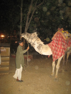 Camel at Chokhi Dhani (03-17-2010 09:19)