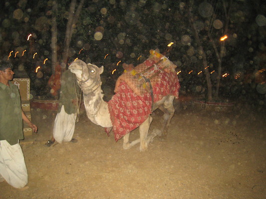 Camel at Chokhi Dhani (03-17-2010 09:19)