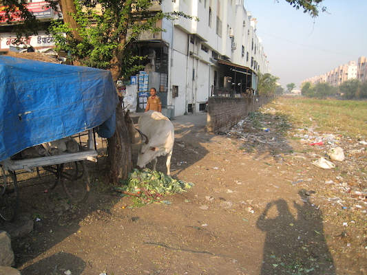 Cow by the road near the hotel (03-17-2010 21:32)