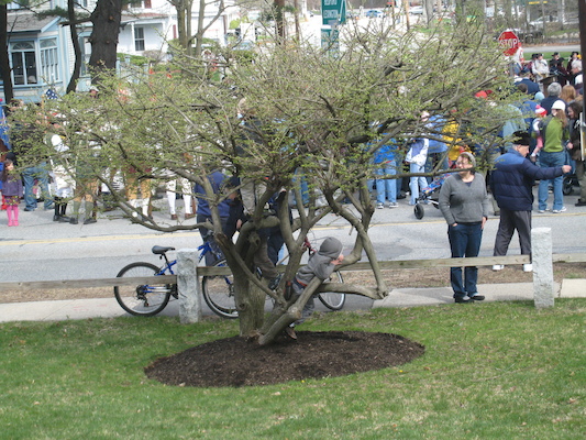 Kids in a tree (04-10-2010 09:49)