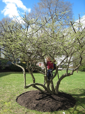 Kids in a tree (04-10-2010 09:50)