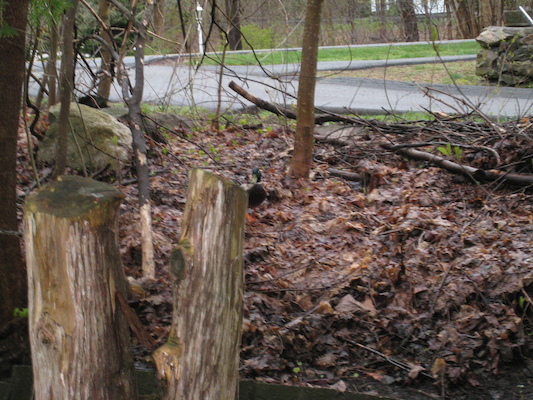 Duck! (04-18-2010 07:15)