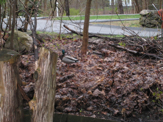 Duck! (04-18-2010 07:15)