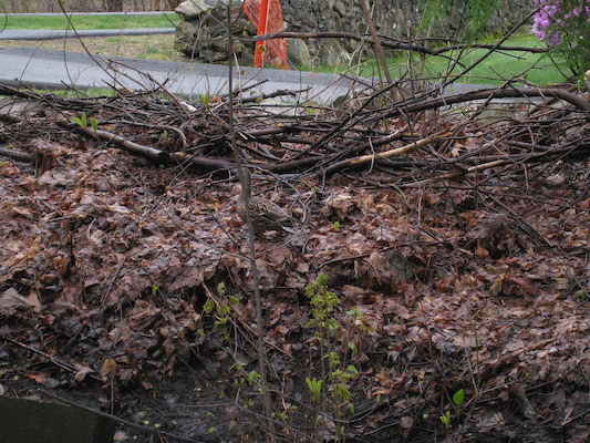 Duck! (04-18-2010 07:15)