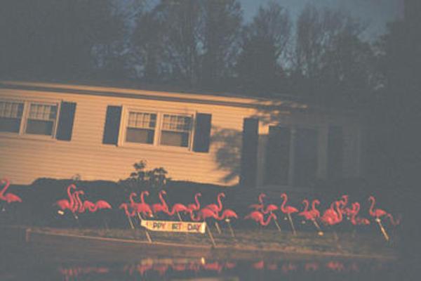Flamingoes