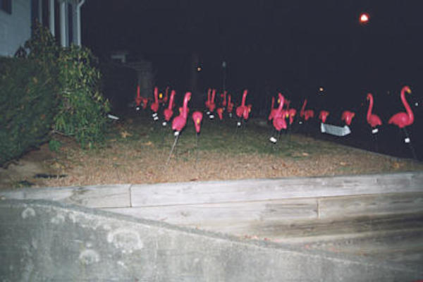 Flamingoes
