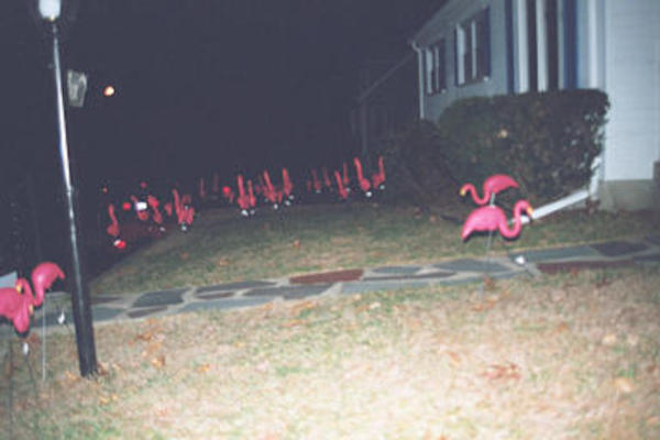 Flamingoes