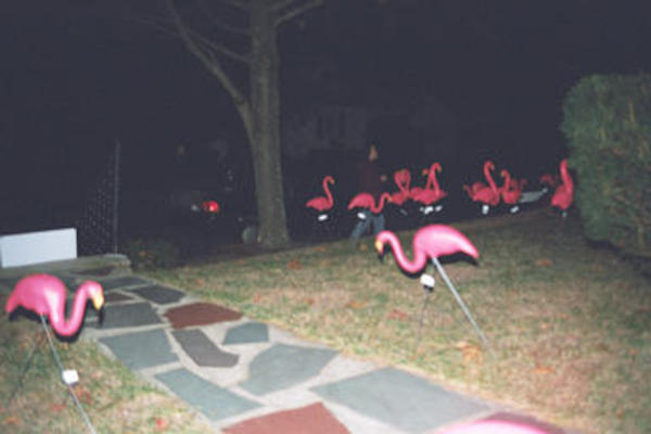 Flamingoes