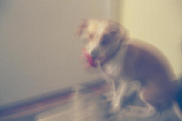 Emily with shiny collar and bowtie