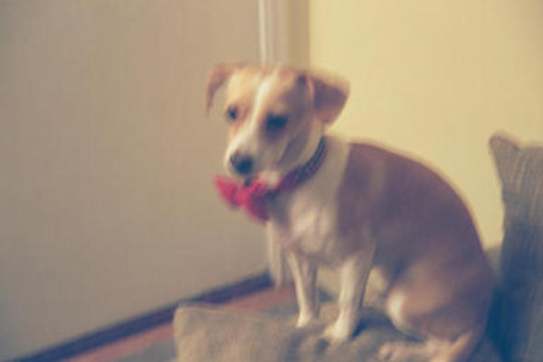 Emily with shiny collar and bowtie