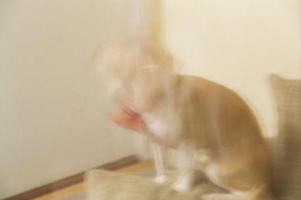 Emily with shiny collar and bowtie